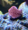 [TodoMarino.com] Pack red hornets + esquejes monti plato