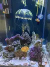 [TodoMarino.com] Poner aquí la foto de vuestro acuario...