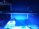 [TodoMarino.com] Acuario,mesa,sump y pantalla - Castellon
