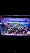 [TodoMarino.com] Vendo Acuario, Sump y Mesa - Petrer (Alicante) (VENDIDO) Se puede cerrar el post