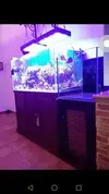 [TodoMarino.com] Vendo Acuario, Sump y Mesa - Petrer (Alicante) (VENDIDO) Se puede cerrar el post
