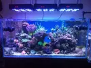 [TodoMarino.com] Vendo Acuario, Sump y Mesa - Petrer (Alicante) (VENDIDO) Se puede cerrar el post