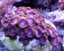 [TodoMarino.com] Colonia Red Hornets (40 cabezas) - Córdoba