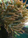[TodoMarino.com] Entacmaea Quadricolor