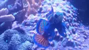 [TodoMarino.com] Synchi splendidus