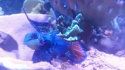 [TodoMarino.com] Synchi splendidus