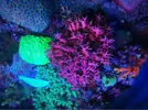 [TodoMarino.com] efectos negativos que puede sufrir un acuario al llenarlo o hacer cambios con agua de mar