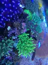 [TodoMarino.com] efectos negativos que puede sufrir un acuario al llenarlo o hacer cambios con agua de mar