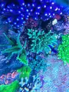 [TodoMarino.com] efectos negativos que puede sufrir un acuario al llenarlo o hacer cambios con agua de mar