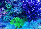 [TodoMarino.com] efectos negativos que puede sufrir un acuario al llenarlo o hacer cambios con agua de mar