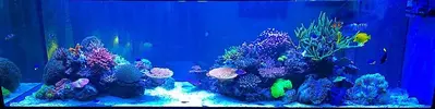 [TodoMarino.com] efectos negativos que puede sufrir un acuario al llenarlo o hacer cambios con agua de mar