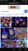 [TodoMarino.com] Vendo zoos utter chaos, blue hornets, rainbow, etc (Madrid) - Madrid
