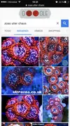 [TodoMarino.com] Vendo zoos utter chaos, blue hornets, rainbow, etc (Madrid) - Madrid
