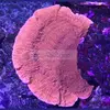 [TodoMarino.com] Color en tu acuario.