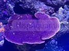 [TodoMarino.com] Color en tu acuario.
