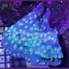 [TodoMarino.com] Color en tu acuario.