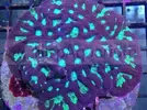 [TodoMarino.com] Color en tu acuario.