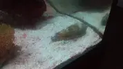 [TodoMarino.com] Identificar caracol.