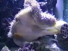 [TodoMarino.com] HELP!!!! AYUDA CON EL ACUARIO DE MI HERMANO EN LA UCI