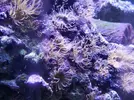 [TodoMarino.com] HELP!!!! AYUDA CON EL ACUARIO DE MI HERMANO EN LA UCI