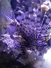 [TodoMarino.com] HELP!!!! AYUDA CON EL ACUARIO DE MI HERMANO EN LA UCI