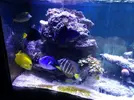 [TodoMarino.com] HELP!!!! AYUDA CON EL ACUARIO DE MI HERMANO EN LA UCI