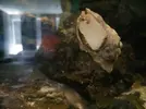 [TodoMarino.com] HELP!!!! AYUDA CON EL ACUARIO DE MI HERMANO EN LA UCI