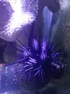 [TodoMarino.com] HELP!!!! AYUDA CON EL ACUARIO DE MI HERMANO EN LA UCI