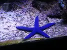 [TodoMarino.com] HELP!!!! AYUDA CON EL ACUARIO DE MI HERMANO EN LA UCI