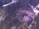 [TodoMarino.com] HELP!!!! AYUDA CON EL ACUARIO DE MI HERMANO EN LA UCI