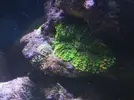 [TodoMarino.com] HELP!!!! AYUDA CON EL ACUARIO DE MI HERMANO EN LA UCI