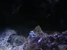 [TodoMarino.com] HELP!!!! AYUDA CON EL ACUARIO DE MI HERMANO EN LA UCI