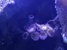[TodoMarino.com] HELP!!!! AYUDA CON EL ACUARIO DE MI HERMANO EN LA UCI