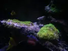 [TodoMarino.com] HELP!!!! AYUDA CON EL ACUARIO DE MI HERMANO EN LA UCI