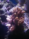 [TodoMarino.com] HELP!!!! AYUDA CON EL ACUARIO DE MI HERMANO EN LA UCI