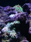 [TodoMarino.com] HELP!!!! AYUDA CON EL ACUARIO DE MI HERMANO EN LA UCI