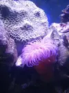 [TodoMarino.com] HELP!!!! AYUDA CON EL ACUARIO DE MI HERMANO EN LA UCI