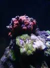 [TodoMarino.com] HELP!!!! AYUDA CON EL ACUARIO DE MI HERMANO EN LA UCI