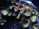 [TodoMarino.com] HELP!!!! AYUDA CON EL ACUARIO DE MI HERMANO EN LA UCI