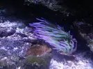 [TodoMarino.com] HELP!!!! AYUDA CON EL ACUARIO DE MI HERMANO EN LA UCI