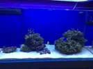 [TodoMarino.com] STONE Reef