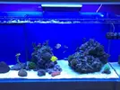 [TodoMarino.com] STONE Reef