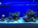 [TodoMarino.com] STONE Reef
