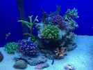 [TodoMarino.com] STONE Reef