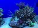 [TodoMarino.com] STONE Reef