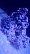 [TodoMarino.com] shallow bommie