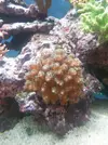 [TodoMarino.com] Cambio o vendo esquejes - vigo