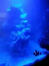 [TodoMarino.com] Acuario Alhaurino, cuarto intento.