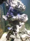 [TodoMarino.com] Acuario Alhaurino, cuarto intento.