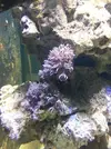 [TodoMarino.com] Acuario Alhaurino, cuarto intento.